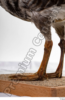 Greater white-fronted goose Anser albifrons leg 0022.jpg